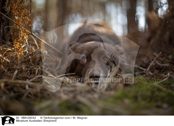 Miniature Australian Shepherd / MW-29042