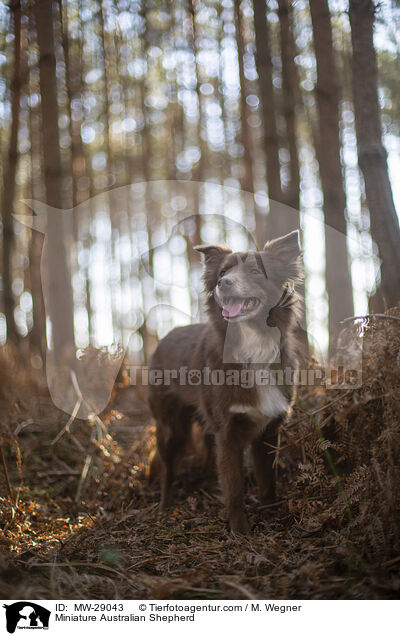 Miniature Australian Shepherd / MW-29043