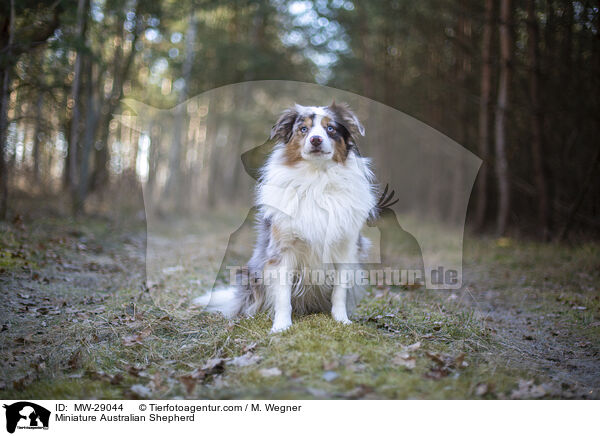 Miniature Australian Shepherd / MW-29044