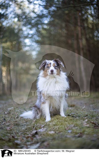 Miniature Australian Shepherd / MW-29045