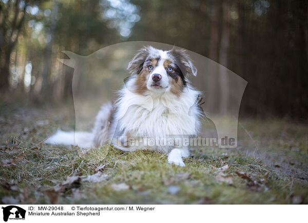 Miniature Australian Shepherd / MW-29048