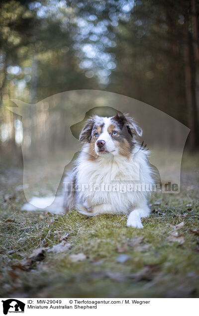 Miniature Australian Shepherd / MW-29049