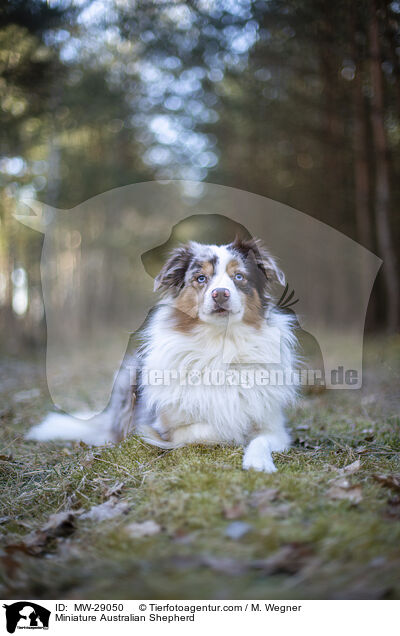 Miniature Australian Shepherd / MW-29050