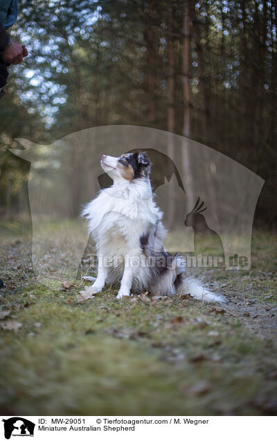 Miniature Australian Shepherd / Miniature Australian Shepherd / MW-29051