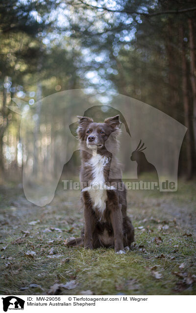 Miniature Australian Shepherd / Miniature Australian Shepherd / MW-29056