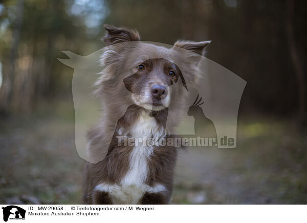Miniature Australian Shepherd / MW-29058