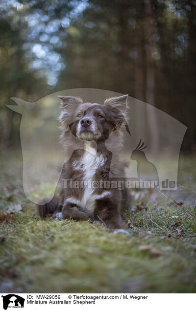 Miniature Australian Shepherd / MW-29059