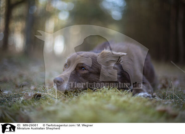 Miniature Australian Shepherd / MW-29061