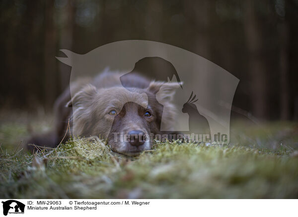 Miniature Australian Shepherd / MW-29063