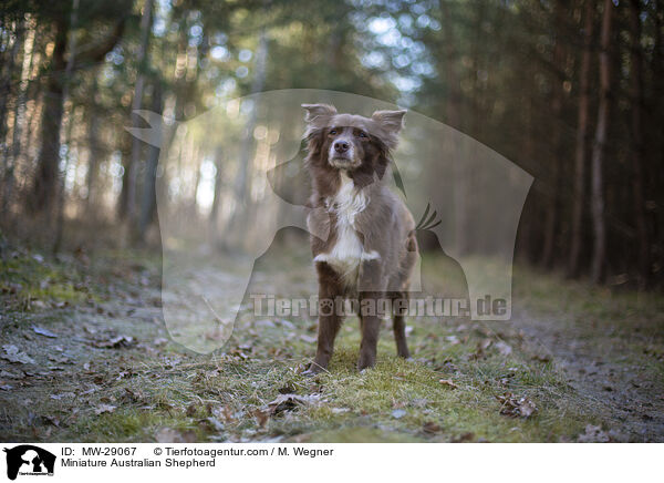 Miniature Australian Shepherd / Miniature Australian Shepherd / MW-29067