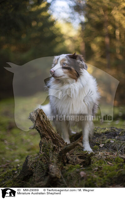 Miniature Australian Shepherd / Miniature Australian Shepherd / MW-29069