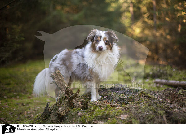 Miniature Australian Shepherd / Miniature Australian Shepherd / MW-29070
