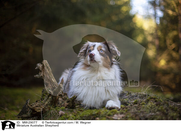 Miniature Australian Shepherd / MW-29077