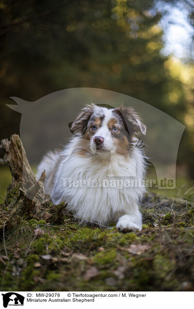 Miniature Australian Shepherd / MW-29078