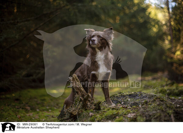 Miniature Australian Shepherd / Miniature Australian Shepherd / MW-29081