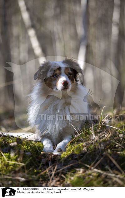 Miniature Australian Shepherd / MW-29086