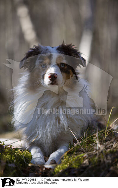 Miniature Australian Shepherd / MW-29088