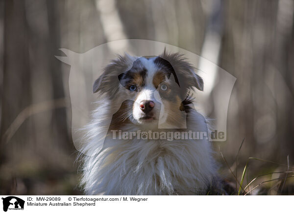 Miniature Australian Shepherd / MW-29089