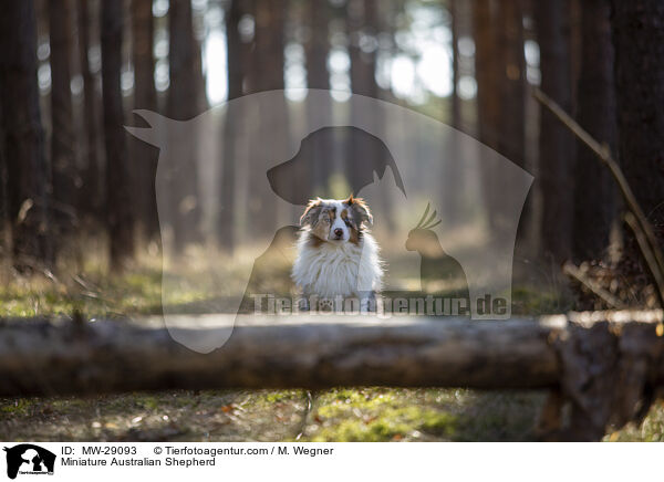 Miniature Australian Shepherd / MW-29093