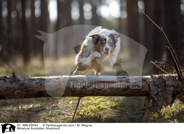 Miniature Australian Shepherd / MW-29094