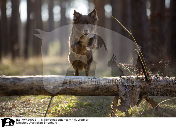 Miniature Australian Shepherd / MW-29095