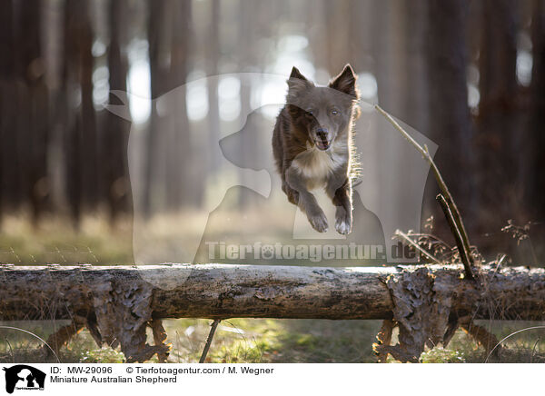 Miniature Australian Shepherd / Miniature Australian Shepherd / MW-29096