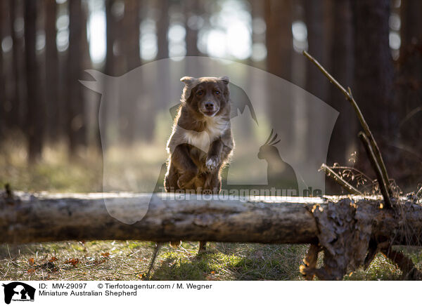 Miniature Australian Shepherd / Miniature Australian Shepherd / MW-29097