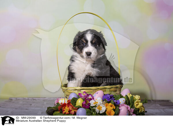 Miniature Australian Shepherd Welpe / Miniature Australian Shepherd Puppy / MW-29099
