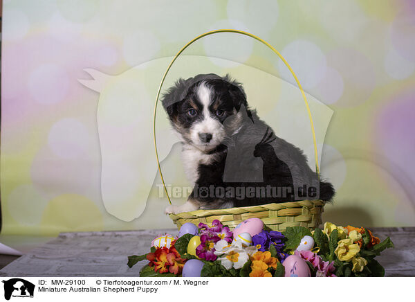 Miniature Australian Shepherd Puppy / MW-29100