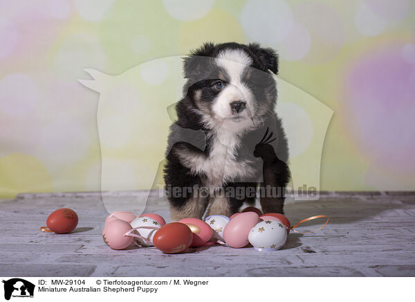 Miniature Australian Shepherd Welpe / Miniature Australian Shepherd Puppy / MW-29104