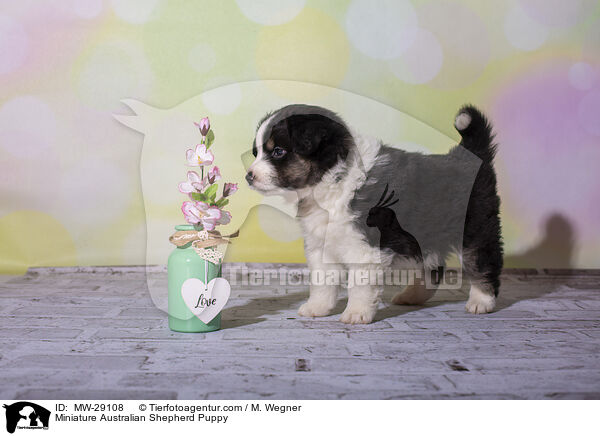 Miniature Australian Shepherd Welpe / Miniature Australian Shepherd Puppy / MW-29108