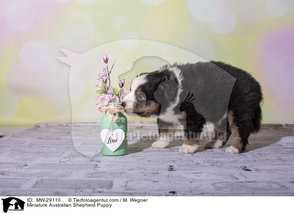 Miniature Australian Shepherd Welpe / Miniature Australian Shepherd Puppy / MW-29110