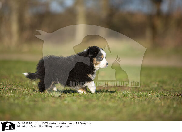 Miniature Australian Shepherd puppy / MW-29114
