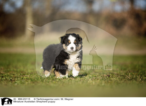 Miniature Australian Shepherd puppy / MW-29115