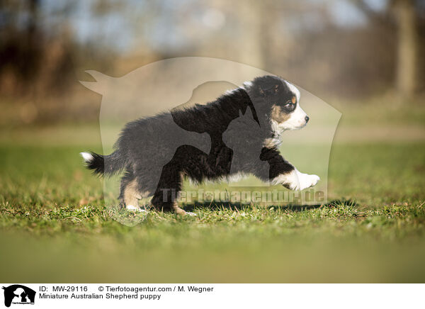 Miniature Australian Shepherd Welpe / Miniature Australian Shepherd puppy / MW-29116