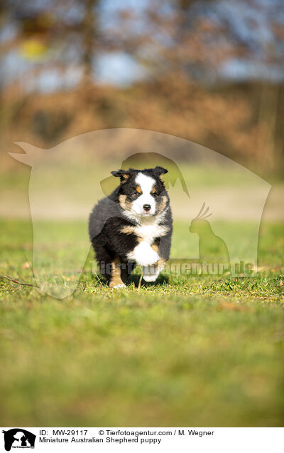 Miniature Australian Shepherd Welpe / Miniature Australian Shepherd puppy / MW-29117