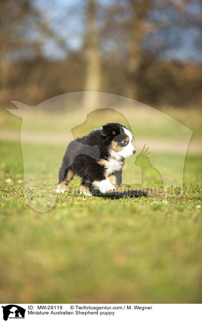 Miniature Australian Shepherd puppy / MW-29119