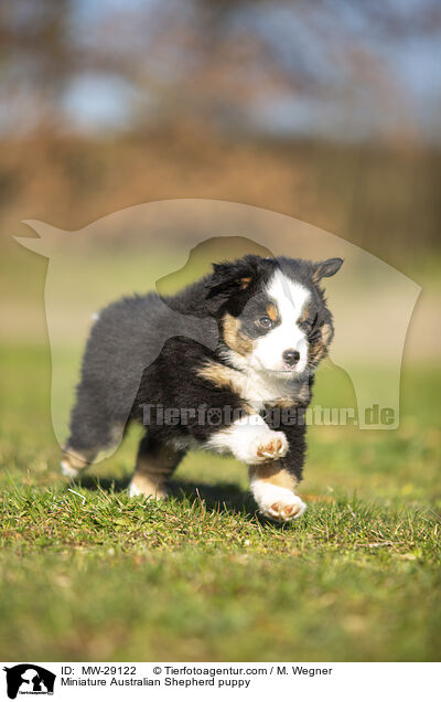 Miniature Australian Shepherd Welpe / Miniature Australian Shepherd puppy / MW-29122
