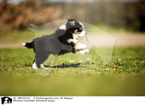Miniature Australian Shepherd puppy / MW-29123