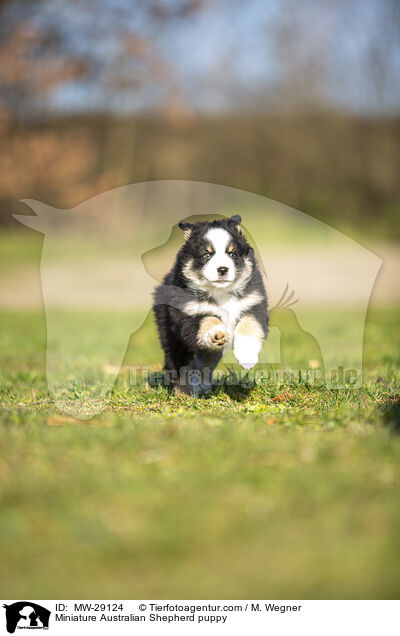 Miniature Australian Shepherd Welpe / Miniature Australian Shepherd puppy / MW-29124