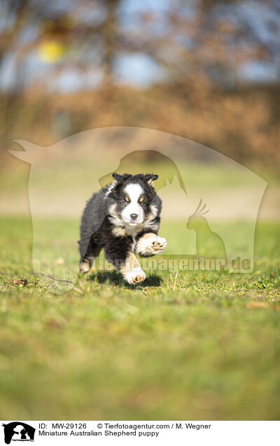 Miniature Australian Shepherd Welpe / Miniature Australian Shepherd puppy / MW-29126