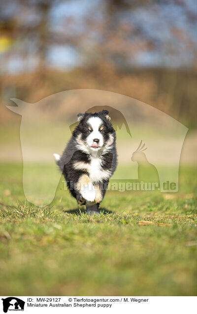 Miniature Australian Shepherd puppy / MW-29127