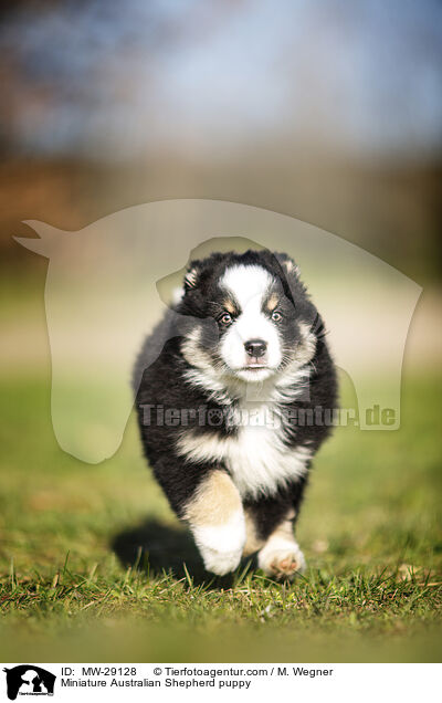 Miniature Australian Shepherd Welpe / Miniature Australian Shepherd puppy / MW-29128