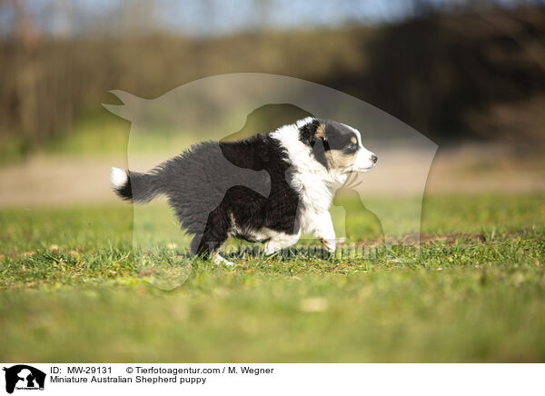 Miniature Australian Shepherd Welpe / Miniature Australian Shepherd puppy / MW-29131