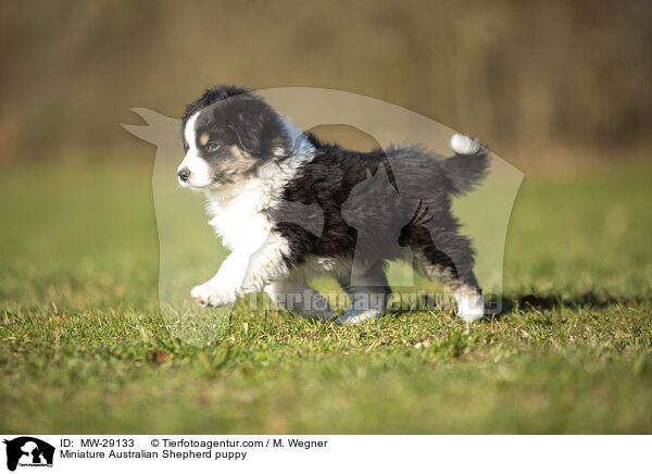 Miniature Australian Shepherd puppy / MW-29133