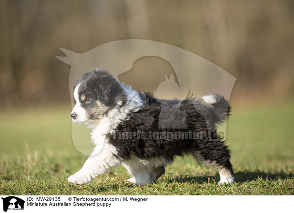 Miniature Australian Shepherd puppy / MW-29135