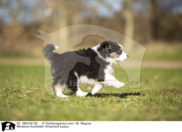 Miniature Australian Shepherd puppy / MW-29136