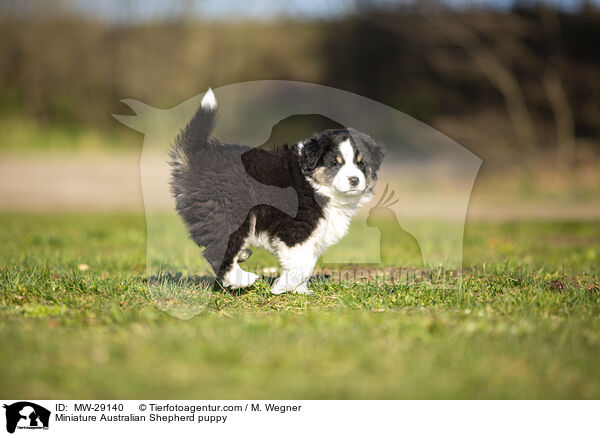 Miniature Australian Shepherd puppy / MW-29140