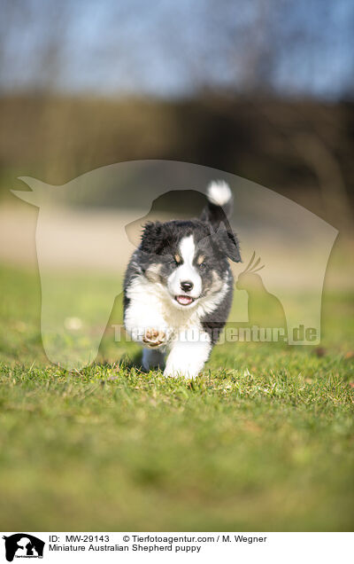 Miniature Australian Shepherd puppy / MW-29143