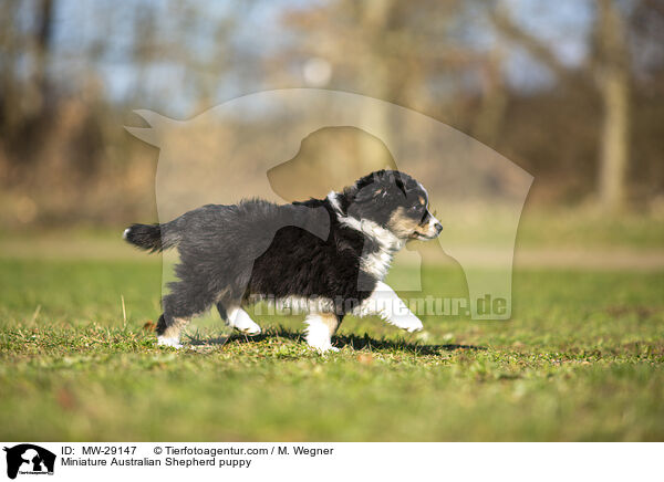 Miniature Australian Shepherd puppy / MW-29147